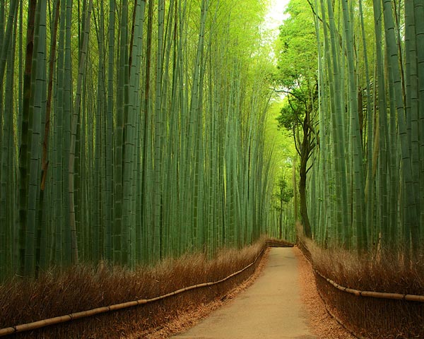 7-Forest-Bamboo-Japan-beautiful-pictures-nature-around-the-planet-great-atmosphere-photography