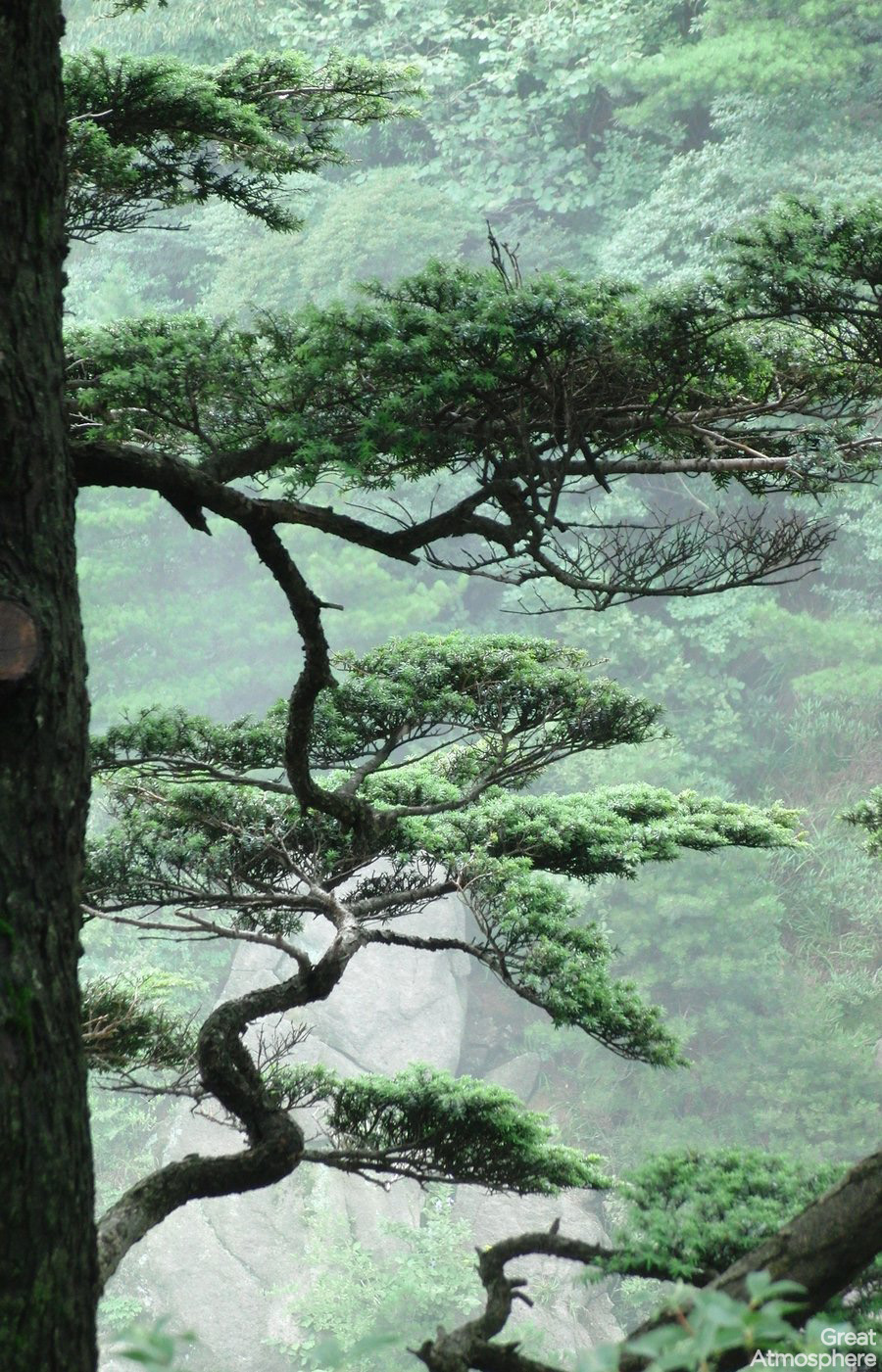 great-atmosphere-trees-china-chill-162-1