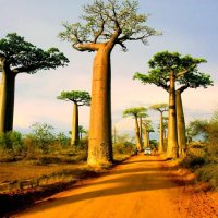 The most unusual forests on the planet!
