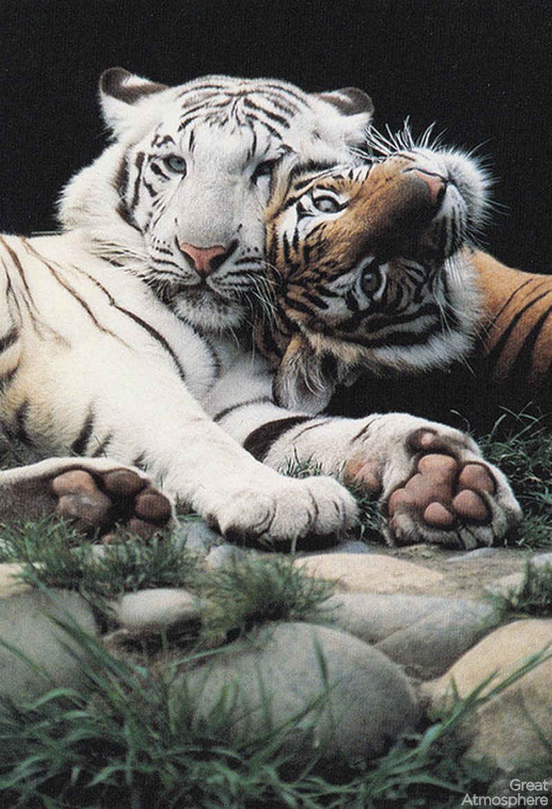 [Image: tiger-hugging-beautiful-white-bengal-tig...-173-1.jpg]