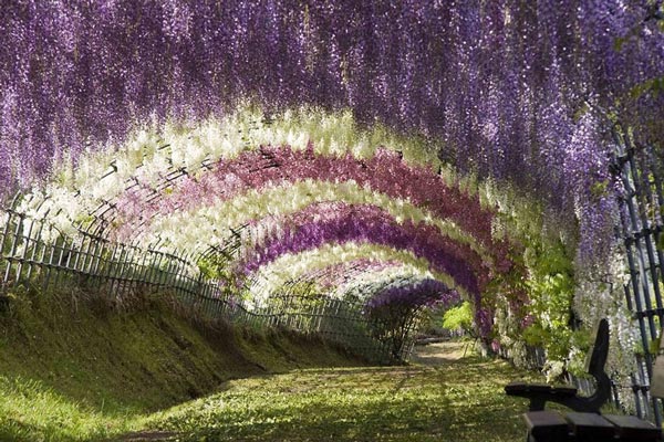 9-Wisteria-Tunnel-Japan-travel-nature-landscapes-photography