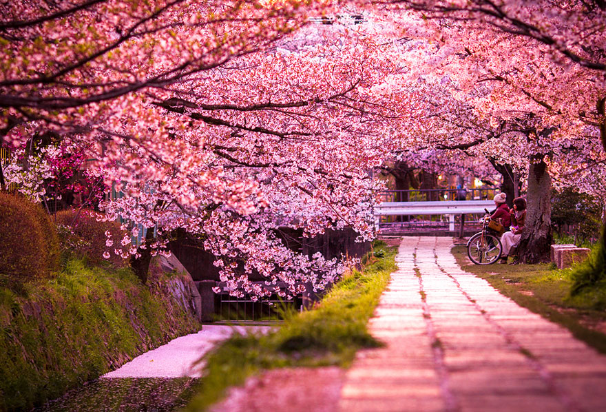 cherry-blossoms-sakura-spring-4-greatatm