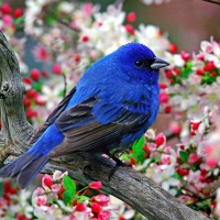 Great Atmosphere - colorful, little, bird