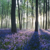 Purple Forest, field of flowers