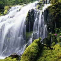 Beautiful Green, Summer, Waterfall, Great Atmosphere