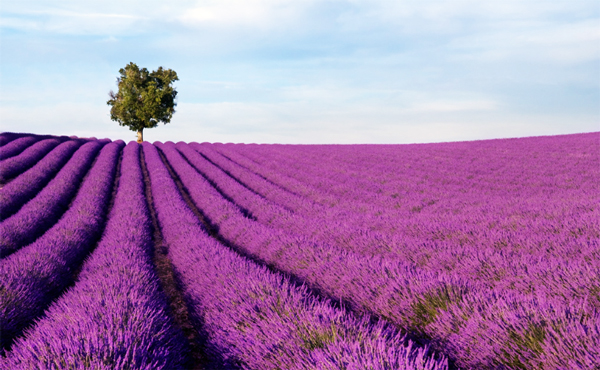 2-purple-tasmania-lavender-farm-travel-photography-great-atmosphere-field-beautiful