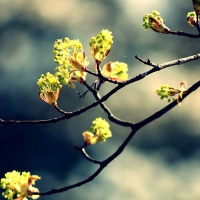 Branch of the tree, full of beautiful, flowers
