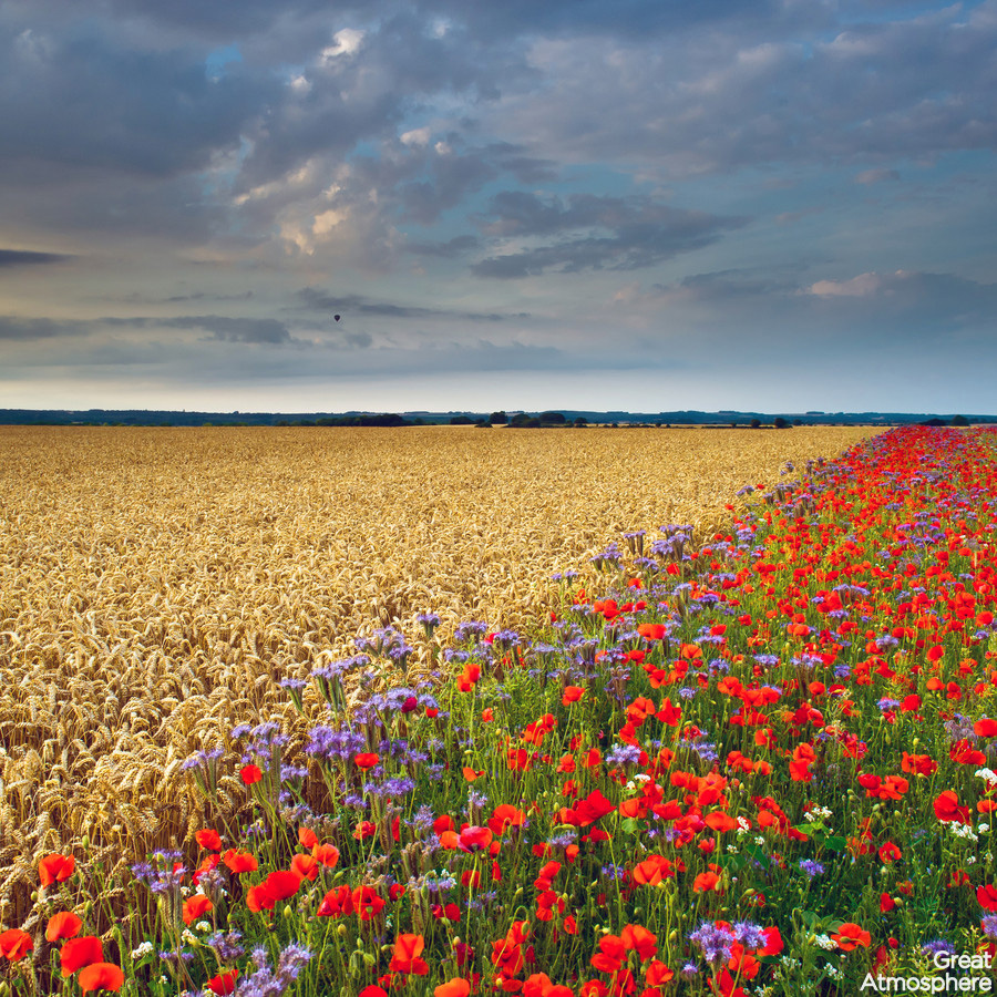 HD wallpaper: red poppy flower field, summer, flowers, England, Maki,  Nature | Wallpaper Flare